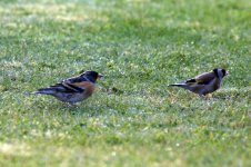 Brambling_forum5.jpg