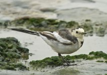 white wagtail G1_1180710.jpg