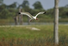 white ibis.flight_DSC9030.jpg