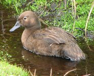 Teal, Auckland, Enderby Is NZ 1668.jpg