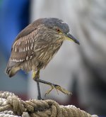 bc night heron G1 iso400 raw nware_1090606.jpg