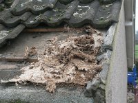 DS wasps nest under tiles 280108 1.jpg