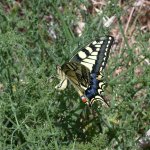 swallowtail_21may05_640a.jpg