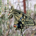 swallowtail_21may05_640b.jpg