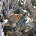 small_copper_21may05_640.jpg