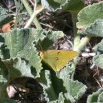 clouded_yellow_22may05_640.jpg