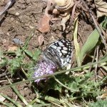 spanish_marbled_white_22may05_640.jpg