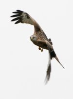 red kite4 copy.jpg