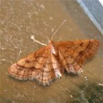 idaea_manicaria_20may05_420.jpg