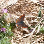 brown_argus_22may05_640.jpg