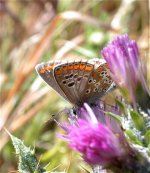 brown_argus_22may05_420b.jpg