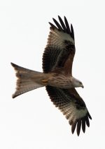 red kite juv.jpg