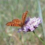 provencal_fritillary_23may05_640.jpg