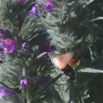 hummingbird_hawk-moth_23may05_640b.jpg