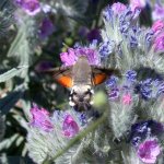 hummingbird_hawk-moth_23may05_640d.jpg