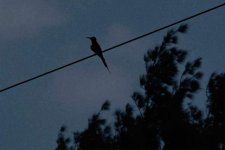 Bee-eater in the moonlight..jpg