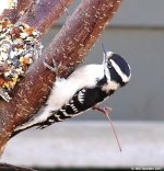 Downy Woodpecker 2 - march 05 - small.jpg