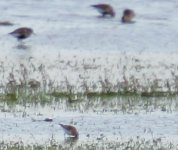 Little-Stint2.jpg