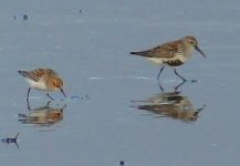 Little-Stint.jpg