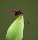 dragonfly DSC_0063.jpg