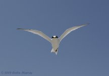 Saunder's Tern 1a.jpg