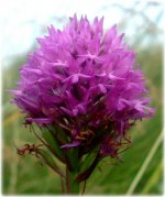 Pyramid Orchid 1.jpg