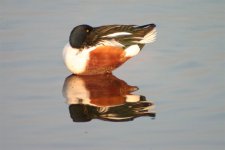 shoveler-30x.jpg