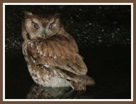 Screech Owl.JPG