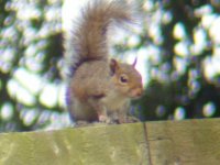 Grey Squirrel1.JPG