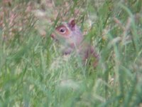 Grey Squirrel3.JPG