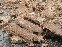 DS wasps nest under tiles 280108 3.jpg