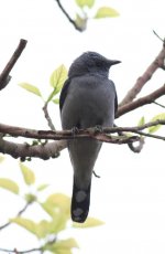 3.BlackWingedCuckooShrike.JPG