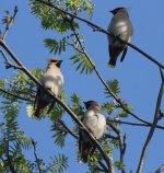 Waxwings 007.jpg