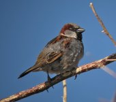 English Sparrow.jpg