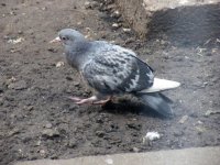 YoungPigeon.JPG