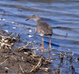 Redshank (R).jpg