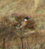 stonechat2.jpg