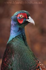 pheasant_6963.jpg