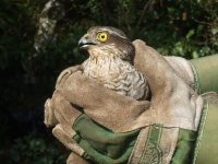 sparrowhawk 032.jpg