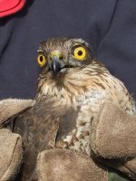 sparrowhawk 035.jpg