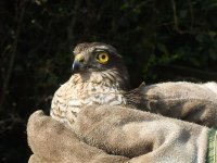 sparrowhawk 036.jpg