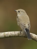 red-throated flycatcher G1 iso400 P1000329.jpg