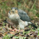 Sparrowhawk.jpg