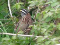 Old Winchester Hill Hampshire White Throated Sparrow 1.jpg