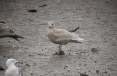 Iceland-Gull-dark-jjuv-18th.jpg