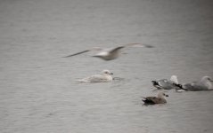 Iceland-Gull-pale-juv-18th.jpg