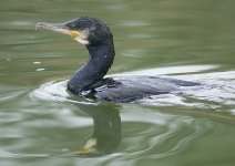 cormorant-00273.jpg