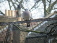 OddWoodPigeon.JPG