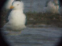 Yellow-legged Gull 1.jpg