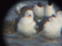 Yellow-legged Gull 3.jpg